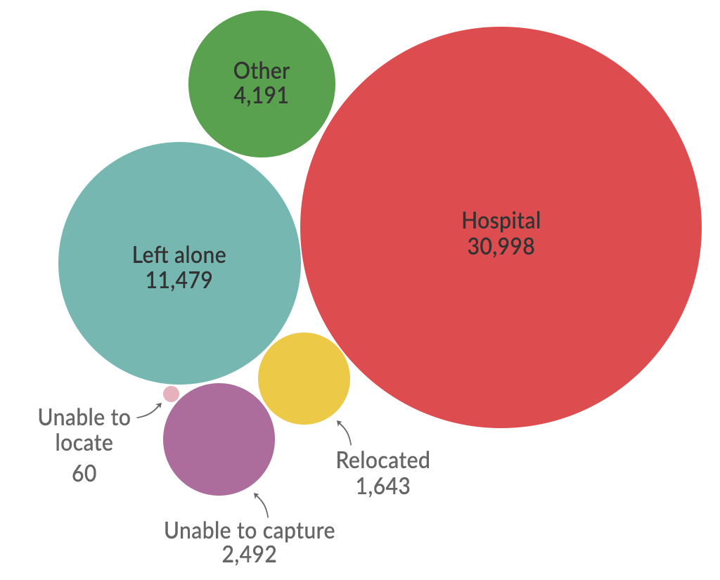 The chart shows the fate of adult koalas after contact with people in South East Queensland between July 1996 and December 2019. Human contact refers to cases where people have seen or come across a koala, usually sick, injured or in a location deemed unsuitable. The majority of koalas were taken to a hospital.