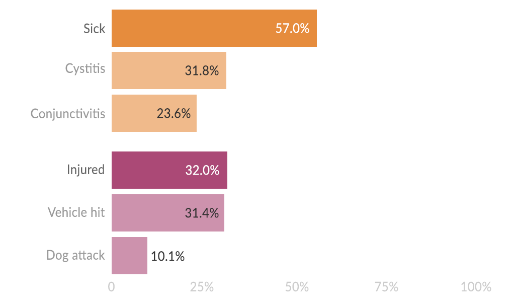 The chart shows some of the common conditions of adult koalas admitted to hospitals in South East Queensland between July 1996 and December 2019. Many of the koalas (around 57%) were sick. And 32% were injured.